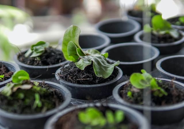 How Online Plant Nurseries Use Care Guide Blogs to Keep Customers Coming Back